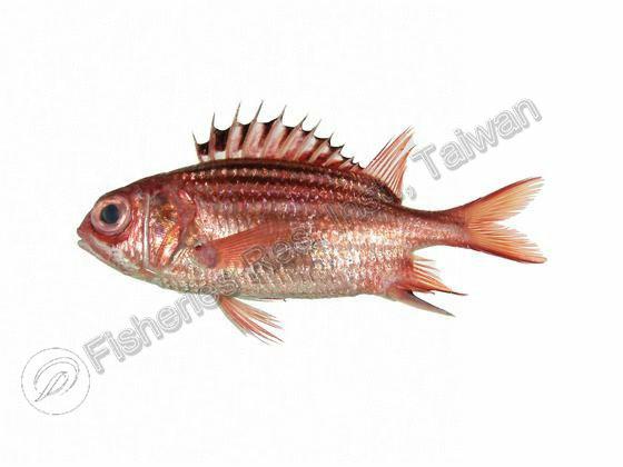 普拉斯林棘鱗魚