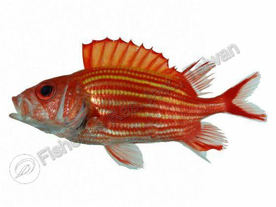 劍棘鱗魚