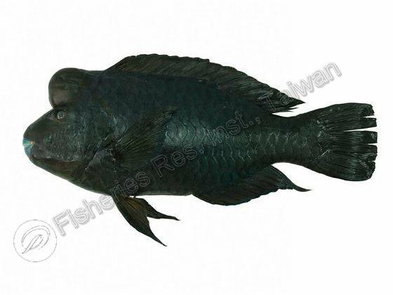 疣鸚哥魚