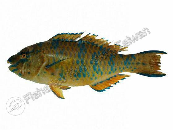 藍點鸚哥魚
