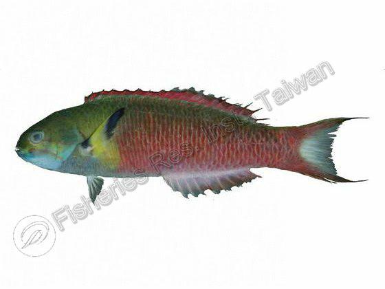 鈍頭錦魚