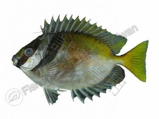 藍帶籃子魚