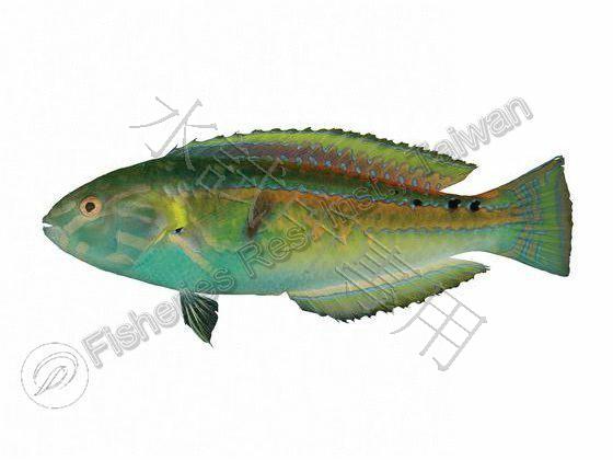 縱帶海豬魚