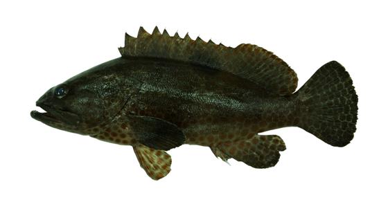 密點石斑魚	