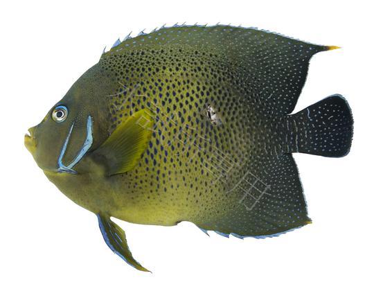 FRIP22187