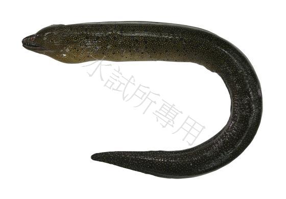 黴身裸胸鯙