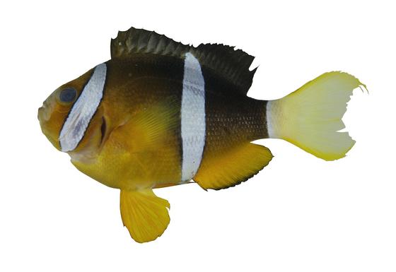 克氏海葵魚