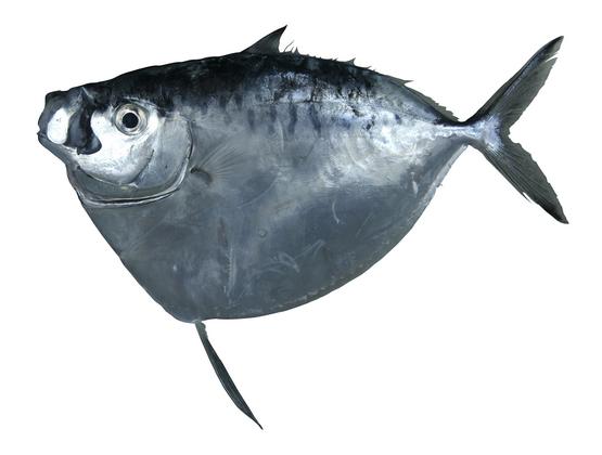 眼眶魚	