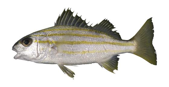 四帶雞魚