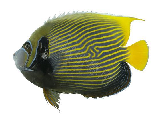 條紋蓋刺魚	