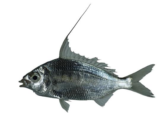 大棘鑽嘴魚 