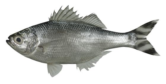 銀湯鯉