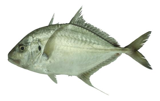 FRIP22641