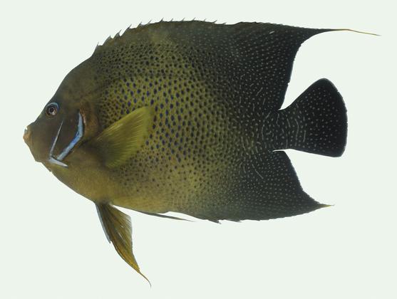 疊波蓋刺魚