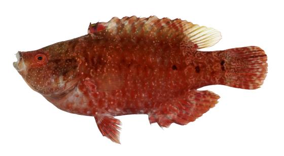 尖頭唇魚