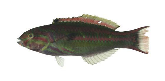 五帶錦魚