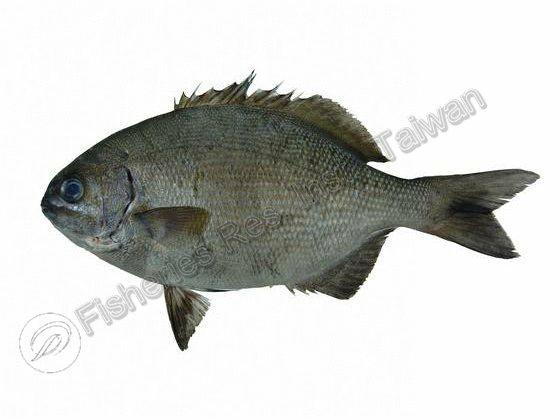 低鰭舵魚