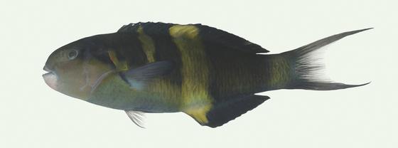 詹氏錦魚