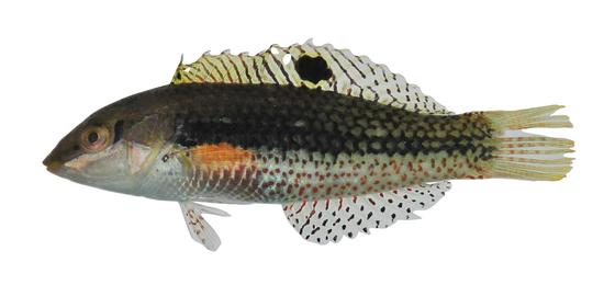 小海豬魚