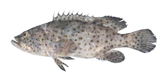 大斑石斑魚
