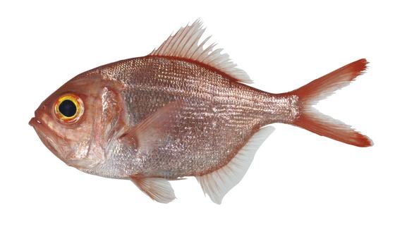 FRIP22927