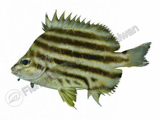 柴魚