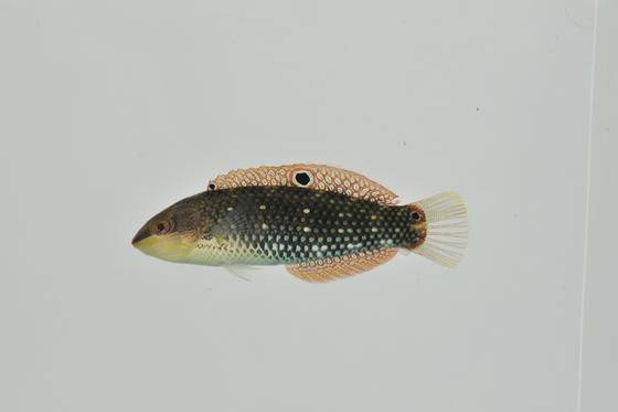 大眼海豬魚