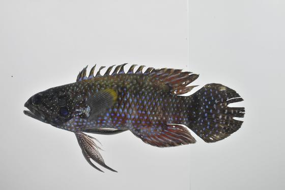 珊瑚七夕魚