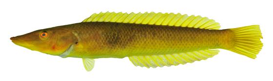 管唇魚