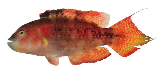 雙斑尖唇魚