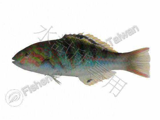 哈氏錦魚