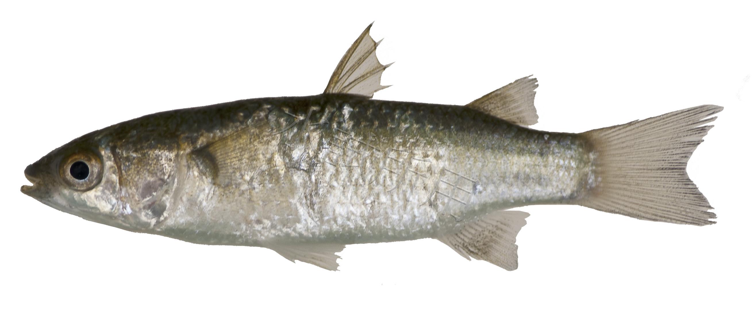 疊波蓋刺魚
