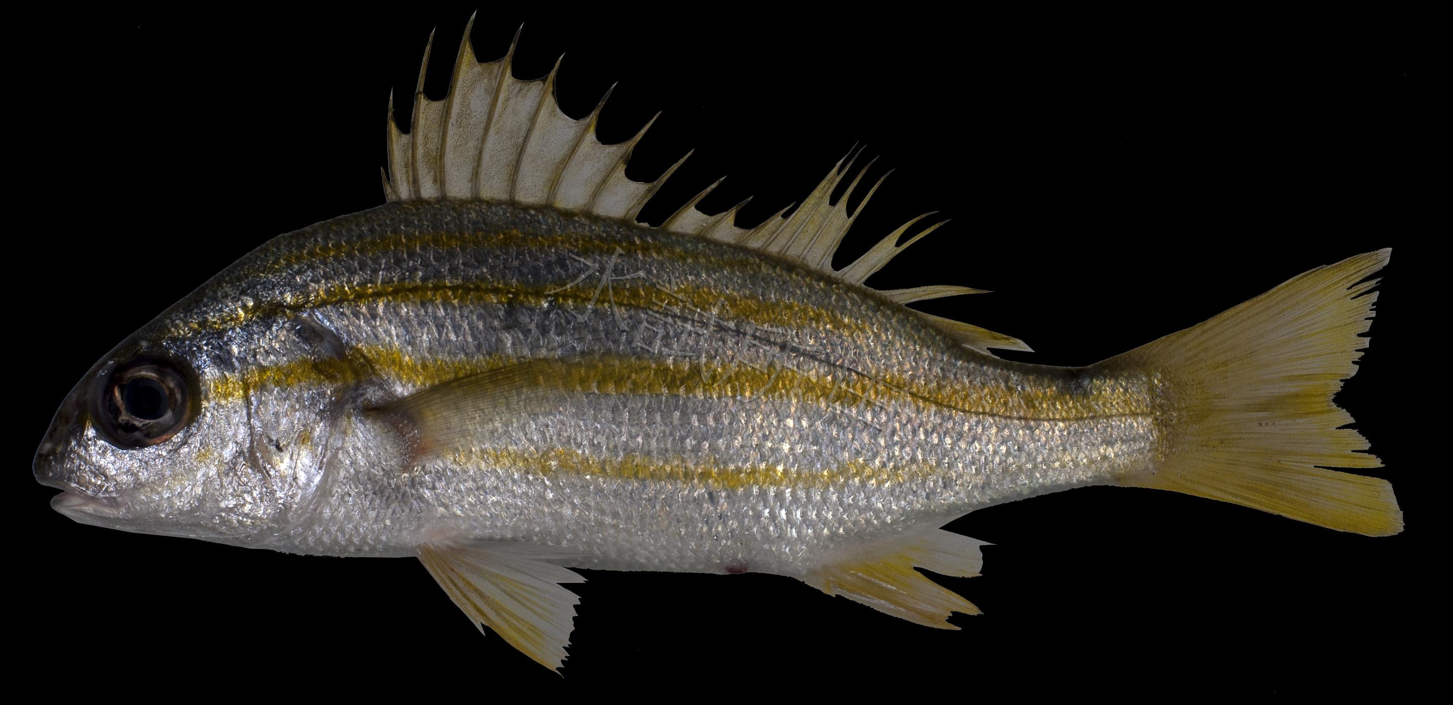 四帶雞魚
