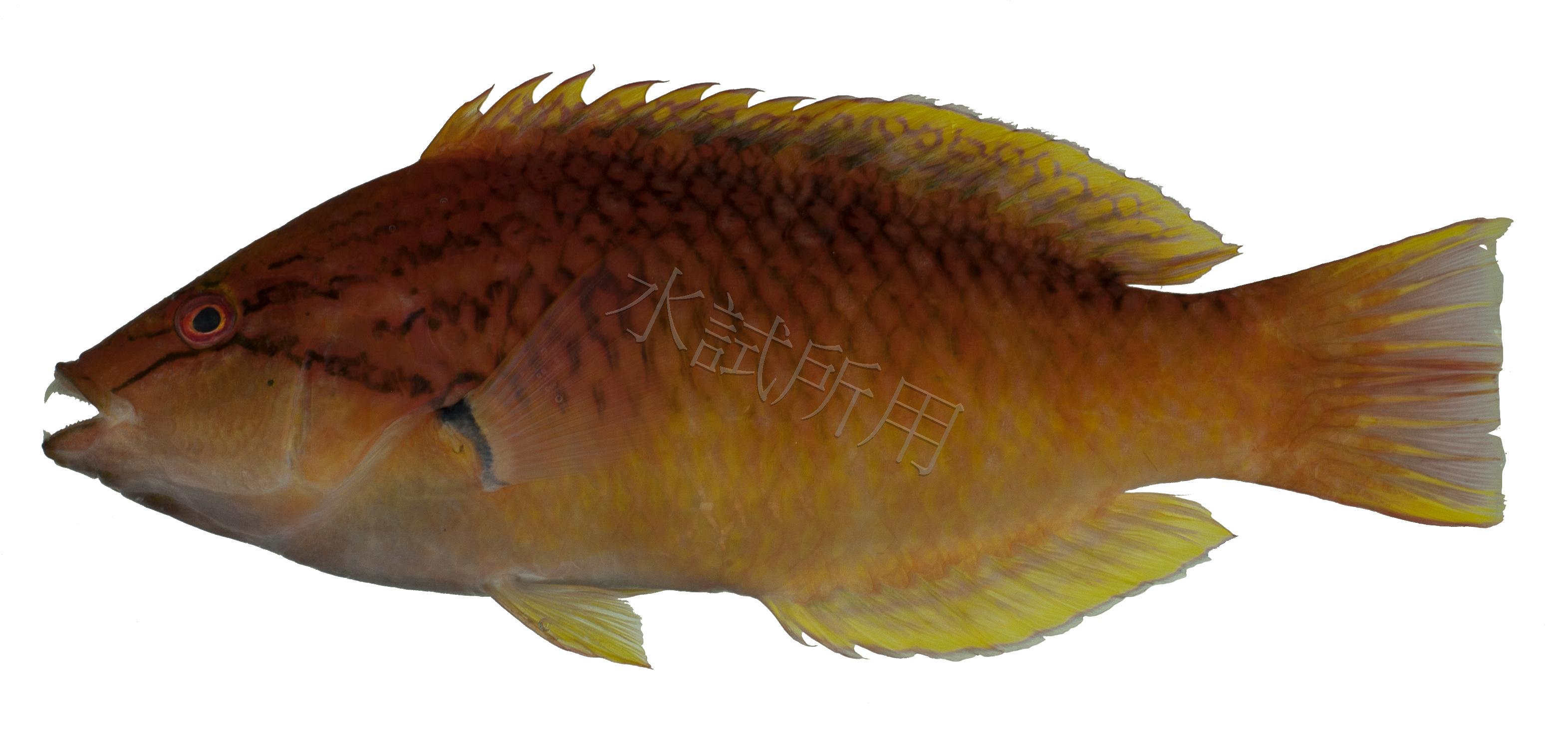 紅頸擬隆頭魚
