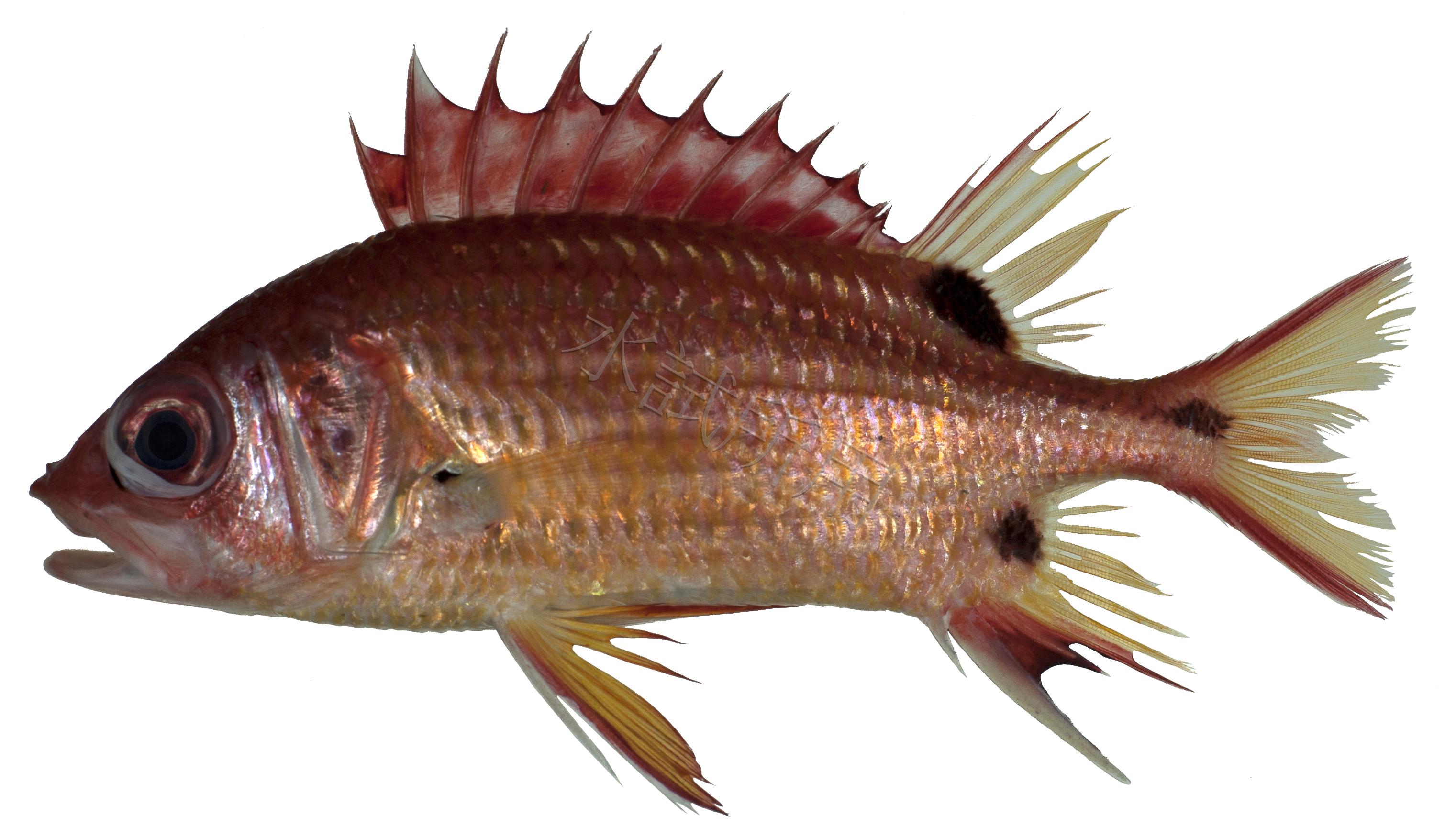 黑點棘鱗魚
