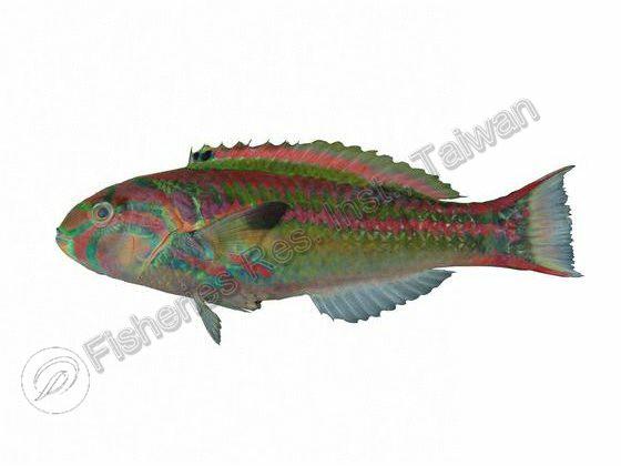 五帶錦魚