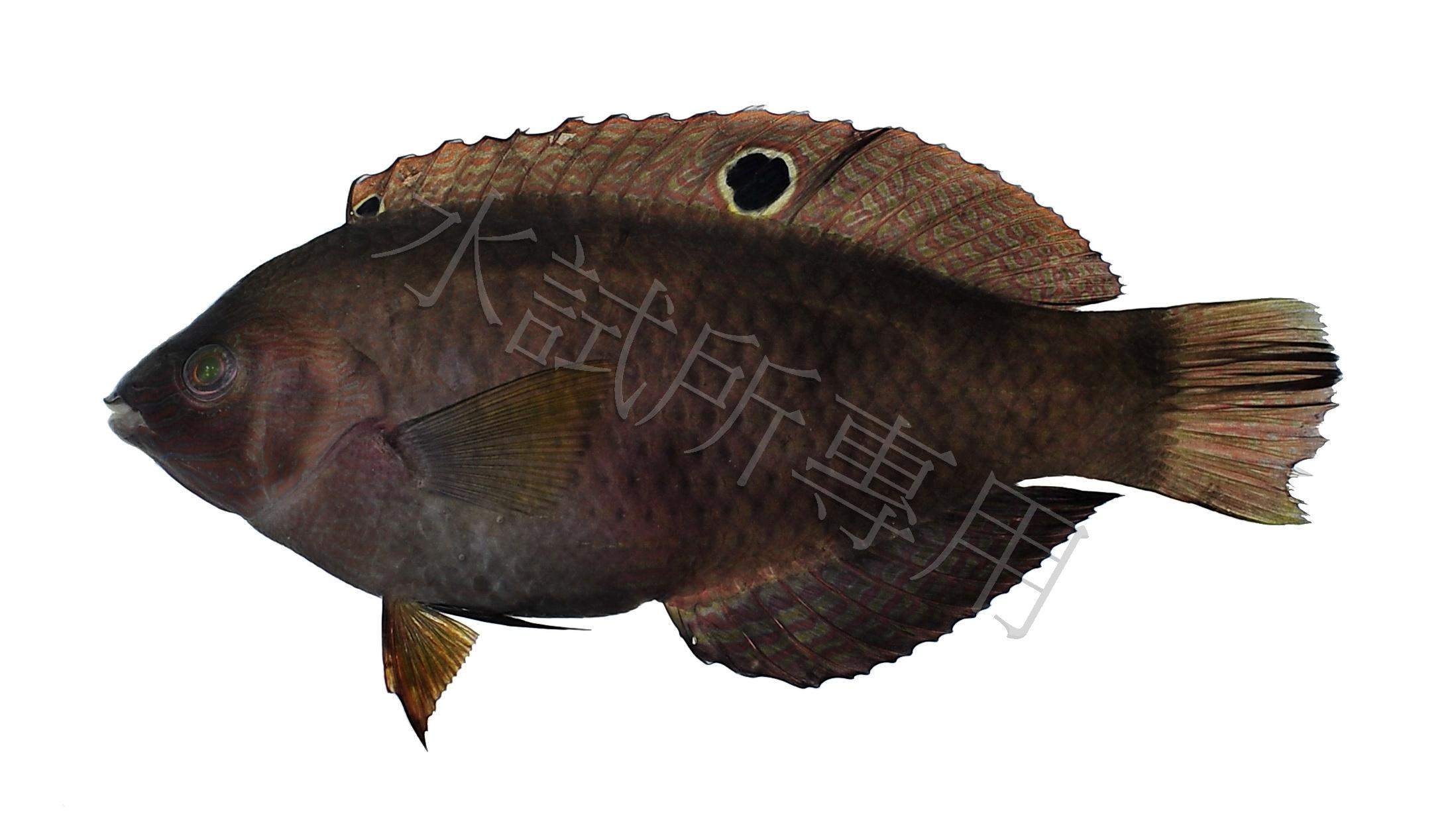 緣鰭海豬魚
