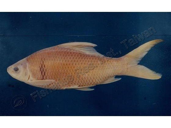 鯁魚