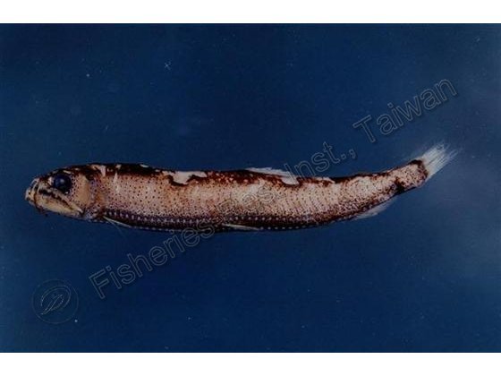 井島星衫魚