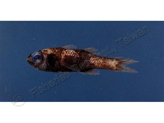 深海擬野鱸
