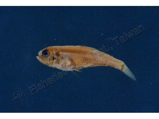 七星魚