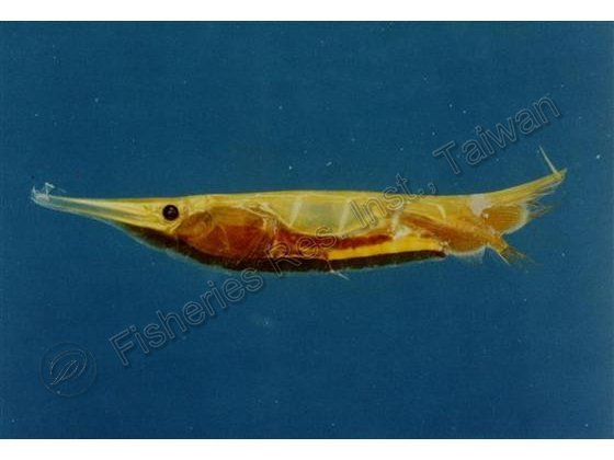 蝦魚