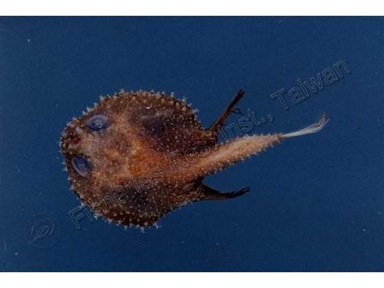 棘茄魚