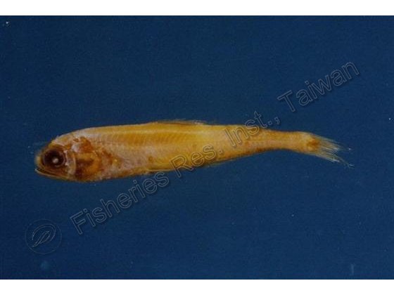 金焰燈籠魚