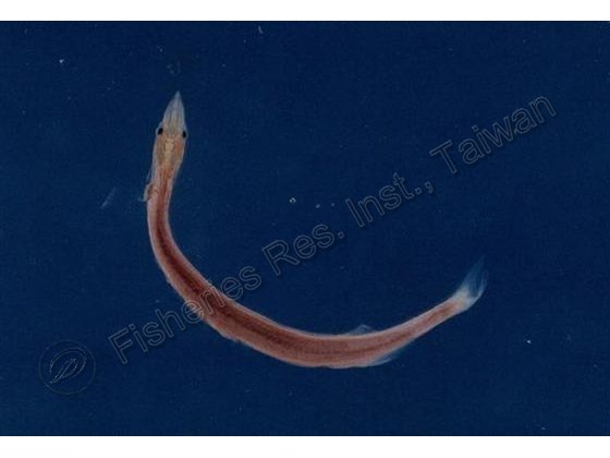 有明銀魚