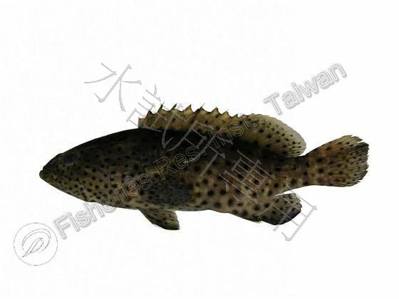 瑪拉巴石斑魚