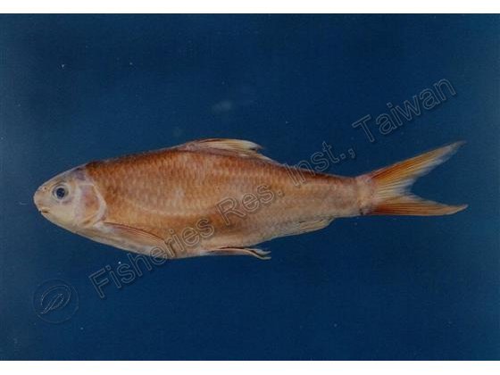高身鏟?魚