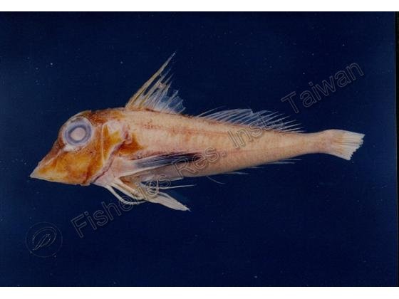 貢氏角魚