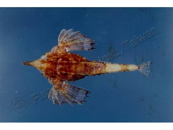 短海蛾魚