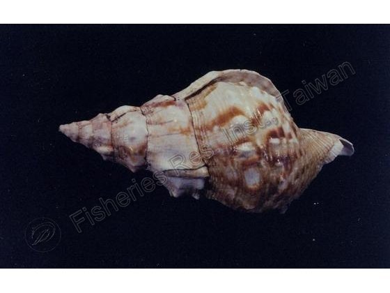 FRIM00403